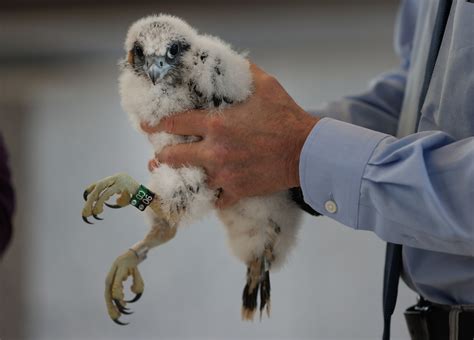 Peregrine falcon chicks ‘banded’ at Huntington Ave skyscraper